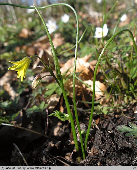 Gagea spathacea (złoć pochwolistna)