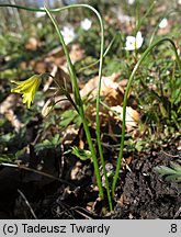 Gagea spathacea (złoć pochwolistna)