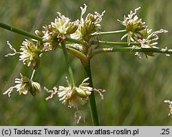 Juncus subnodulosus (sit tępokwiatowy)