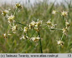 Juncus subnodulosus (sit tępokwiatowy)