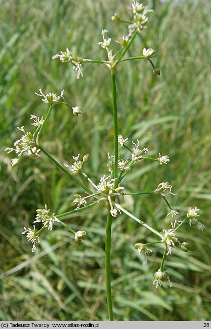 Juncus subnodulosus (sit tępokwiatowy)