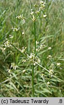 Juncus subnodulosus (sit tępokwiatowy)