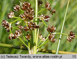 Juncus subnodulosus (sit tępokwiatowy)