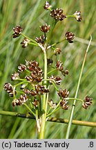 Juncus subnodulosus (sit tępokwiatowy)