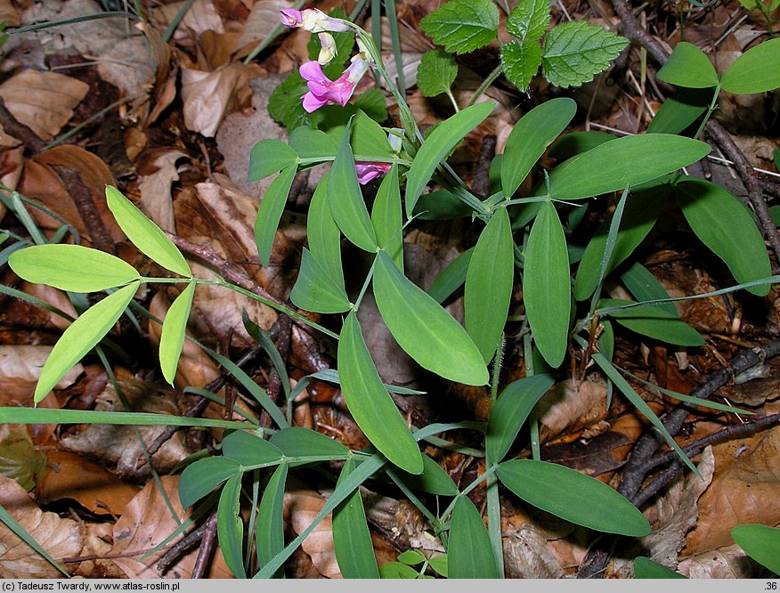 Lathyrus montanus (groszek skrzydlasty)