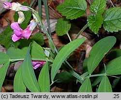 Lathyrus montanus (groszek skrzydlasty)