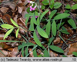 Lathyrus montanus (groszek skrzydlasty)