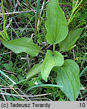 Plantago winteri (babka Wintera)