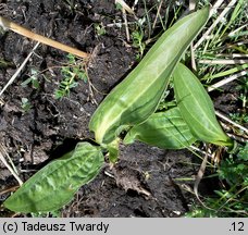 Plantago winteri (babka Wintera)