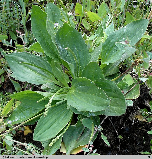 Plantago winteri (babka Wintera)