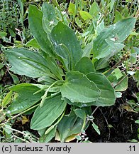 Plantago winteri (babka Wintera)