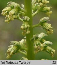 Reseda luteola (rezeda żółtawa)