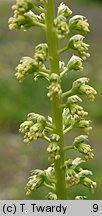 Reseda luteola (rezeda żółtawa)