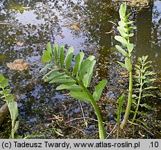 Sium latifolium (marek szerokolistny)