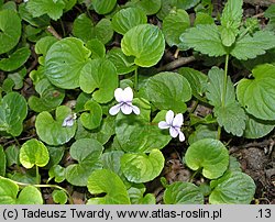 Viola palustris (fiołek błotny)