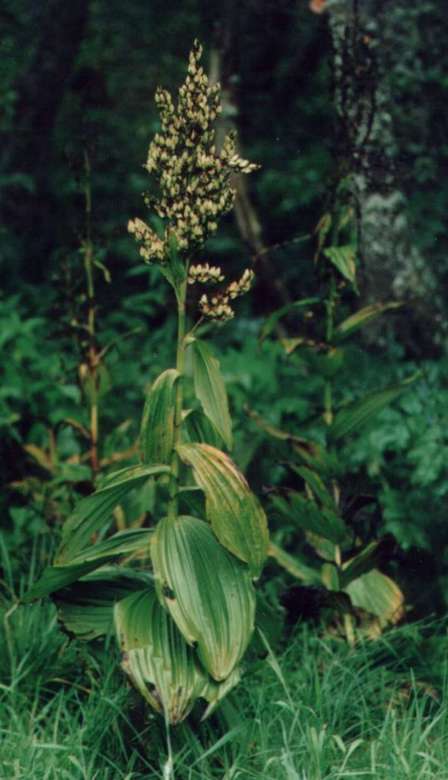 Veratrum album