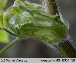 Laserpitium archangelica (okrzyn jeleni)