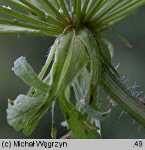 Laserpitium archangelica (okrzyn jeleni)