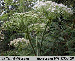 Laserpitium archangelica (okrzyn jeleni)