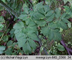 Laserpitium archangelica (okrzyn jeleni)