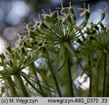 Laserpitium archangelica (okrzyn jeleni)