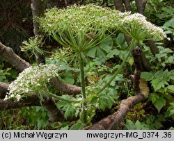 Laserpitium archangelica (okrzyn jeleni)