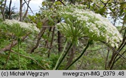 Laserpitium archangelica (okrzyn jeleni)