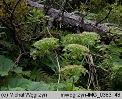 Laserpitium archangelica (okrzyn jeleni)