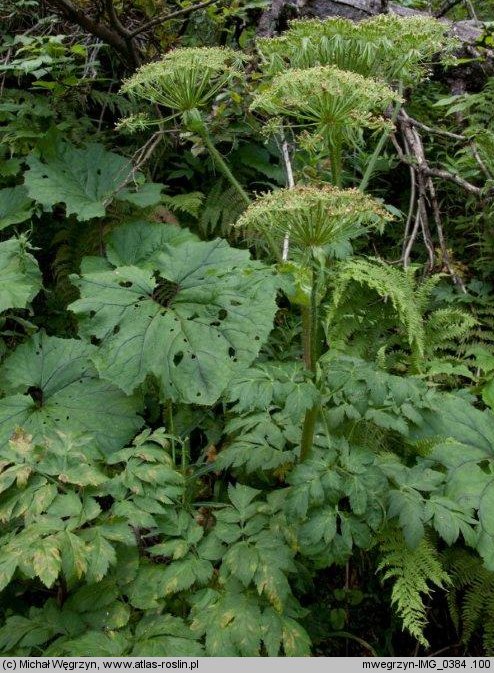 Laserpitium archangelica (okrzyn jeleni)