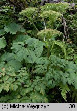 Laserpitium archangelica (okrzyn jeleni)