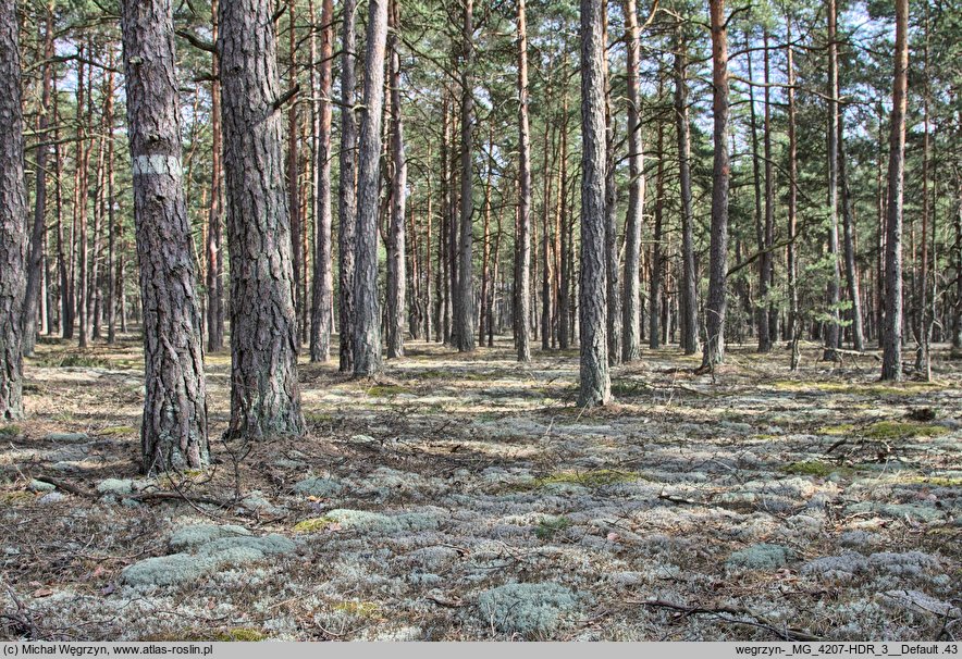 Cladonio pinetum