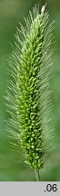 Setaria viridis (włośnica zielona)