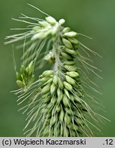 Setaria viridis (włośnica zielona)