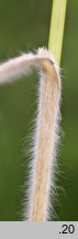 Bromus arvensis (stokłosa polna)