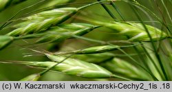 Bromus arvensis (stokłosa polna)