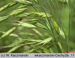 Bromus arvensis (stokłosa polna)