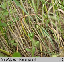 Bromus arvensis (stokłosa polna)