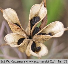 Nigella arvensis (czarnuszka polna)