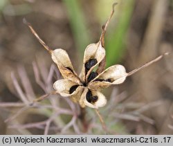 Nigella arvensis (czarnuszka polna)