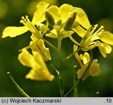 Brassica juncea (kapusta sitowata)