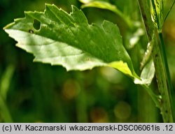 Brassica juncea (kapusta sitowata)