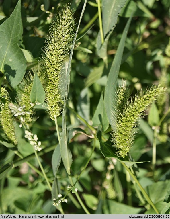 Setaria viridis (włośnica zielona)