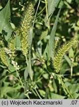 Setaria viridis (włośnica zielona)