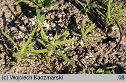 Kochia scoparia (mietelnik żakula)