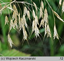 Bromus arvensis (stokłosa polna)