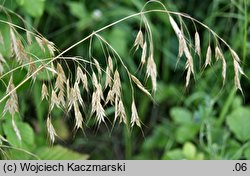 Bromus arvensis (stokłosa polna)