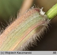 Bromus arvensis (stokłosa polna)