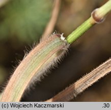 Bromus arvensis (stokłosa polna)