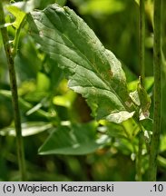 Brassica juncea (kapusta sitowata)