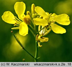 Brassica juncea (kapusta sitowata)